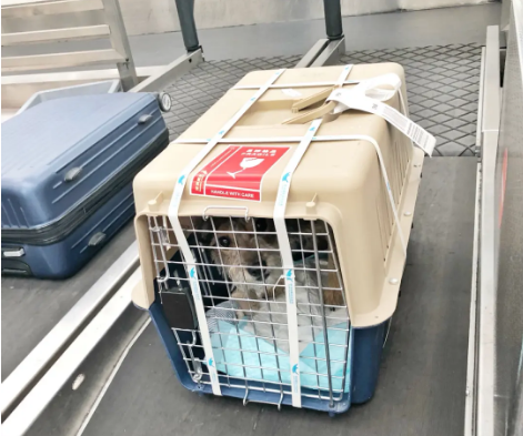 南充宠物托运 宠物托运公司 机场宠物托运 宠物空运